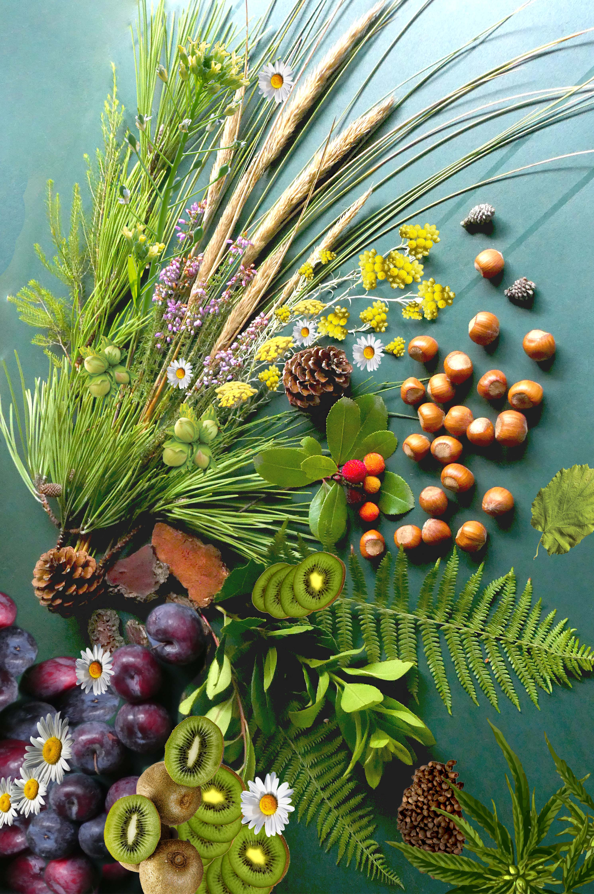 DROP - MERVEILLE DES LANDES ORGANIC - Sensitive Skin Care Complete Regeneration